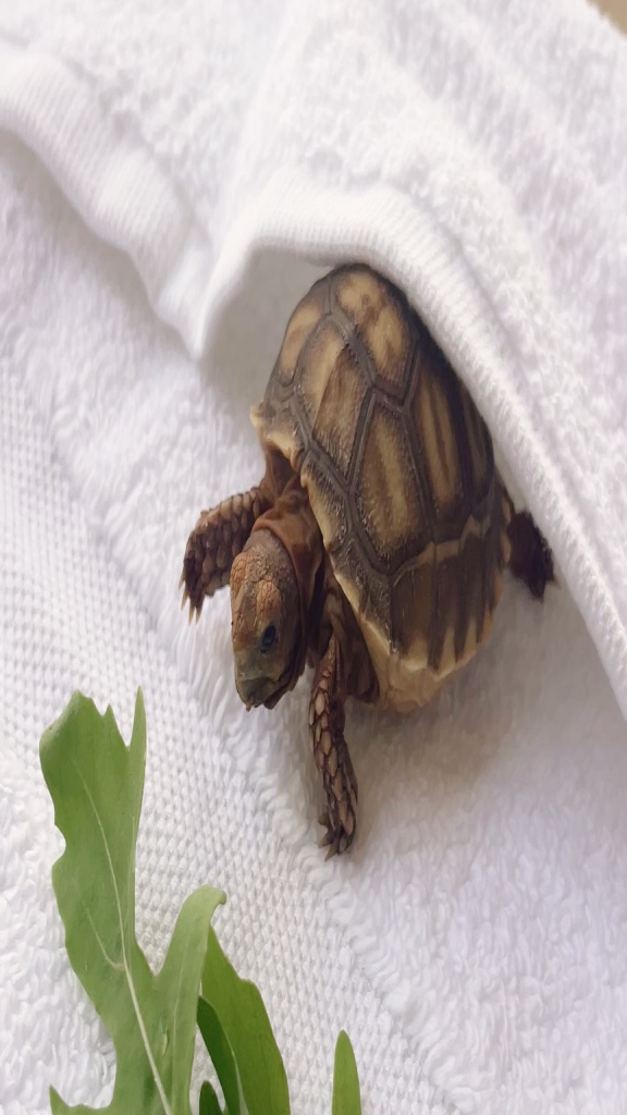 A tortoise peeking out from under a white towel