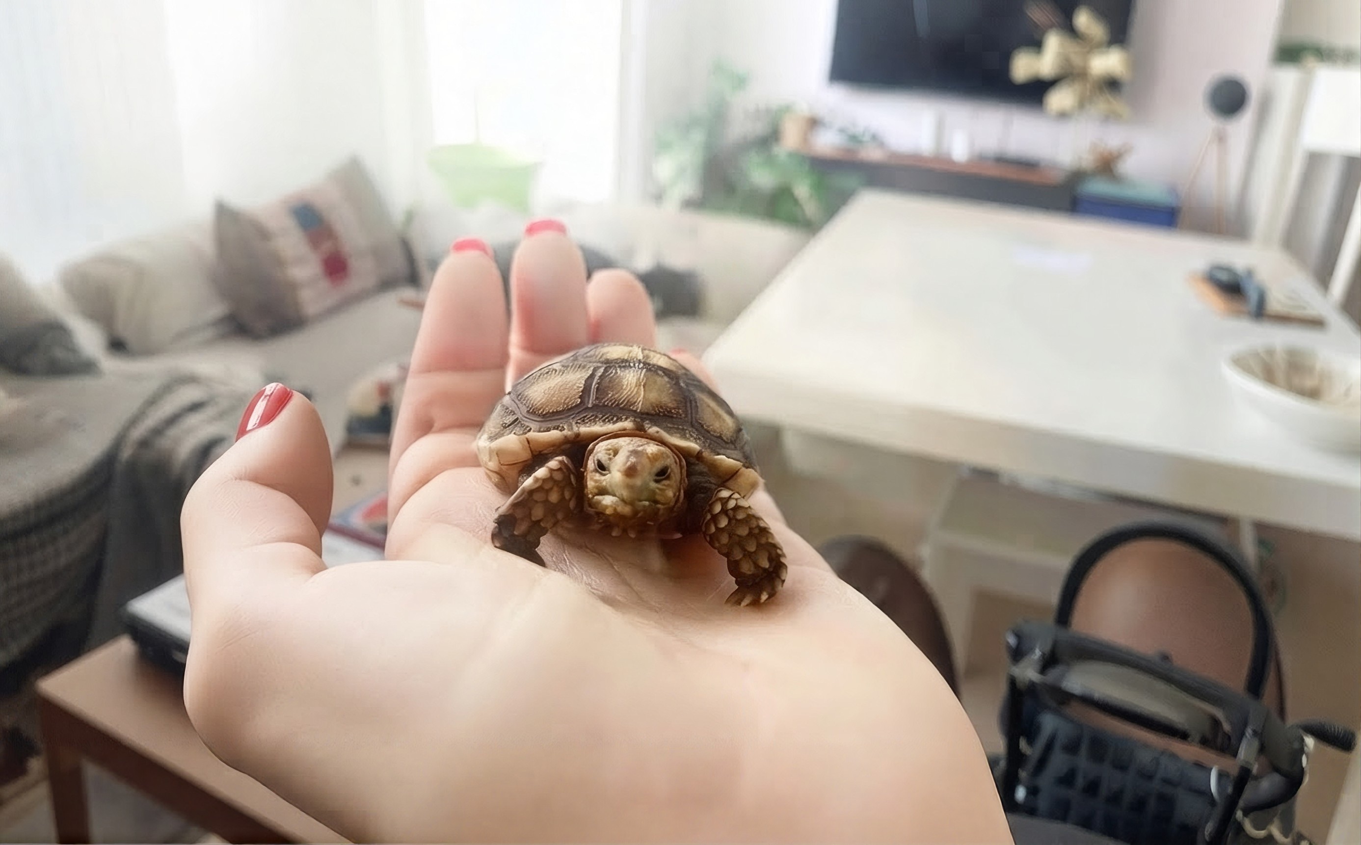 A tortoise resting in a hand