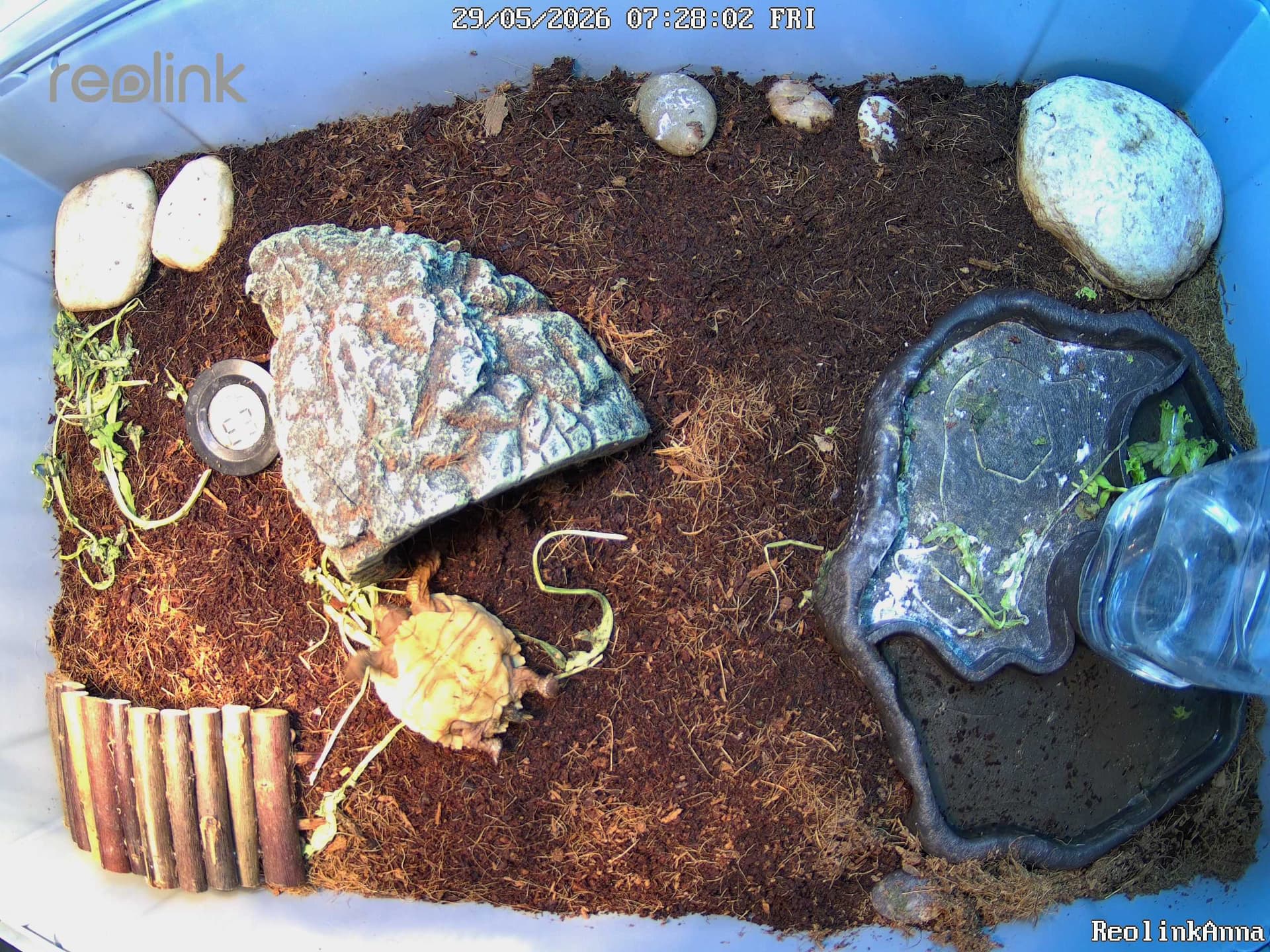 Camera snapshot of the habitat