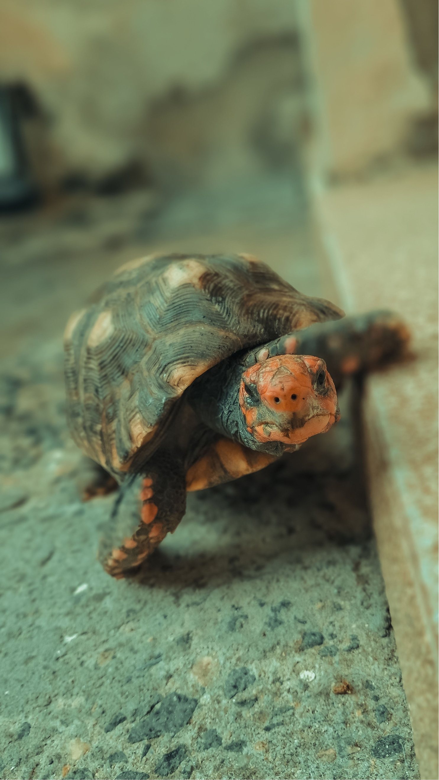 A red-footed tortoise walking along a wooden edge