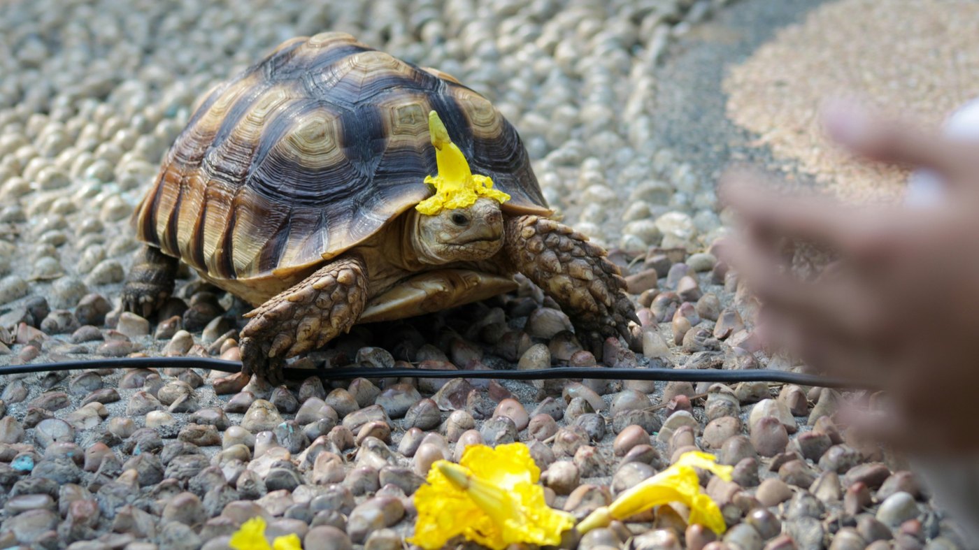 A tortoise wearing a yellow flower on its head